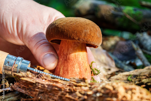 Neoboletus luridiformis known as Boletus luridiformis - edible mushroom. Fungus in the natural environment. Hand with Knife