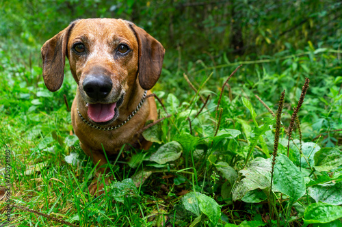 cute brown dachshund puppy in the nature enjoying the good weather