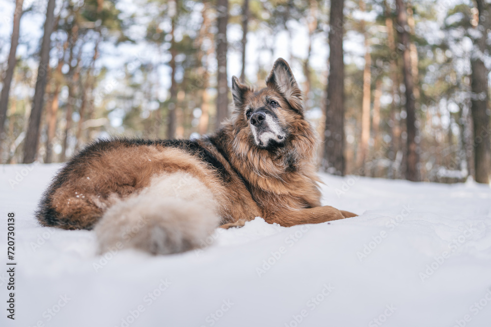 Stary owczarek niemiecki leżący na śniegu - obrazy, fototapety, plakaty 