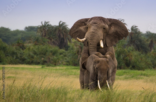 Miłośc słoni na afrykańskiej sawannie © kubikactive