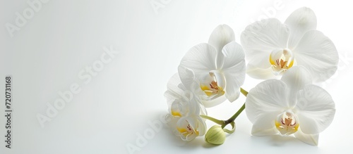 White Orchid Flower Isolated on a Background  A Stunning White Orchid Blossom Captured in an Exquisite Isolation Against a Clean White Background
