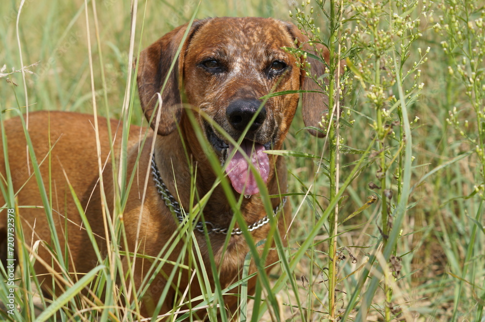young puppy brown dachsund playing in the nature in summer