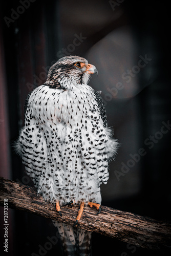 Falcon