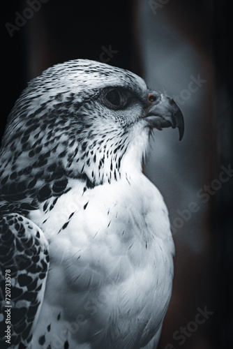 Falcon