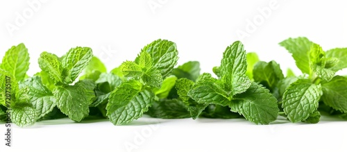 Mint Leaves Isolated on White Background: A Refreshing Splash of Mint Leaves Perfectly Captured on a Pristine White Background photo