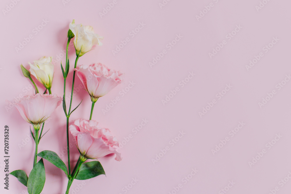 Fototapeta premium Beautiful white and pink Eustoma (Lisianthus) flowers on a pink pastel background.