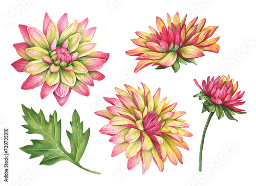 Set of watercolor dahlia flowers  hand drawn floral illustration isolated on white background.