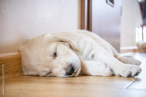 newborn golden retriever puppy sleeping on the floor and playing with his brother and sister