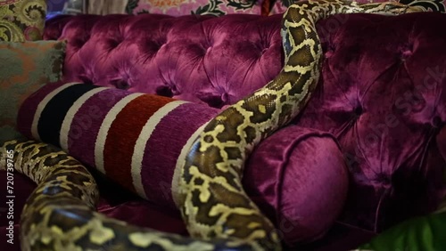 Spotty long snake crawling on pillows of claret sofa close-up. photo