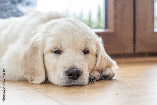 newborn golden retriever puppy sleeping on the floor and playing with his brother and sister