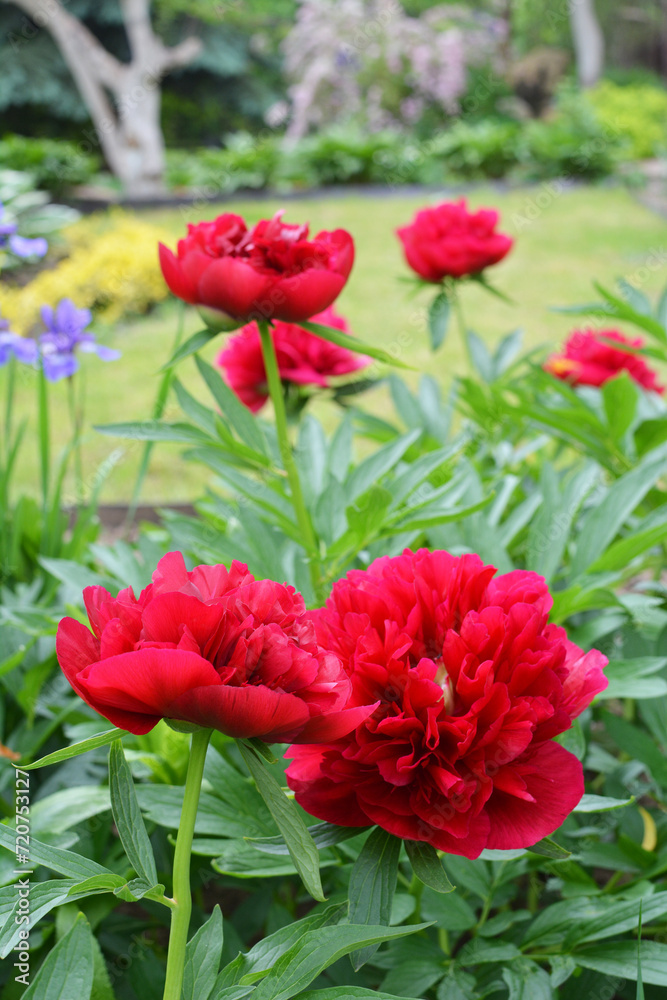 Peony blooms in the garden Peony blooms in the garden
