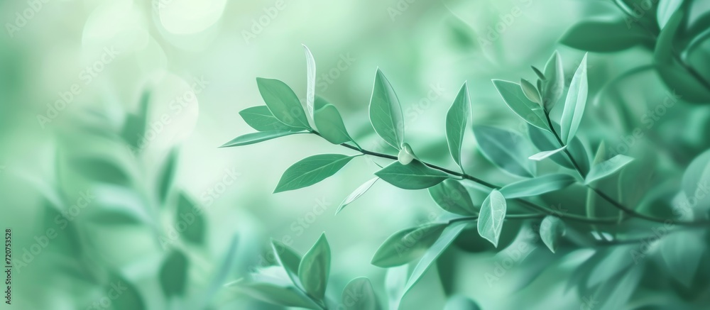 Pastel Green Background Design for Photo: A Refreshing and Serene Pastel Green Background Design Perfect for Photo Enhancement Pastel Green Background Design for Photo: A Refreshing and Serene Pastel Green Background Design Perfect for Photo Enhancement
