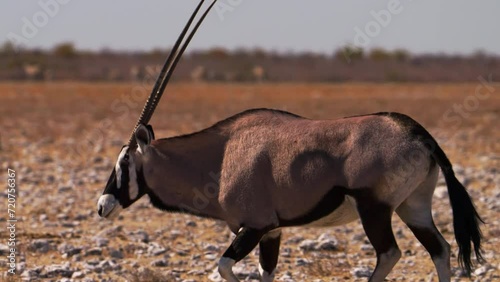 Gemsbok walking, tracking shot