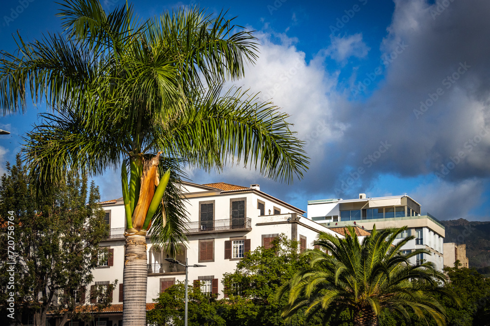 funchal, madeira, palm trees, white houses, portugal
