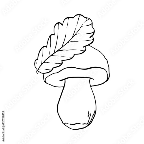 Vector black line contour illustration mushroom and oak leaf drawn by hand, family of edible mushrooms. Simple flat graphic porcini clip art for the design. Line hand drawing wildlife clip art