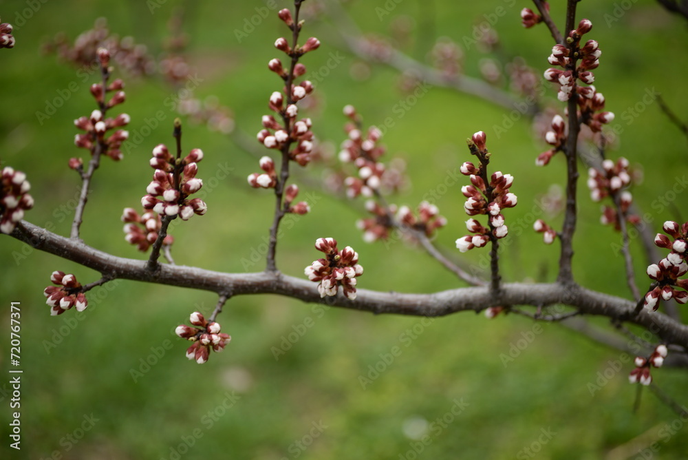 apricot buds on a green background, first spring flowers apricot buds on a green background, first spring flowers