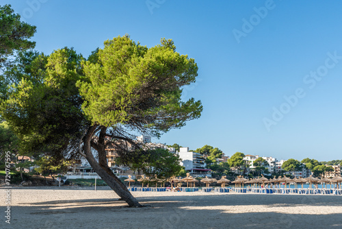 pine tree and sun beds in a distance on a Santa Ponsa beach