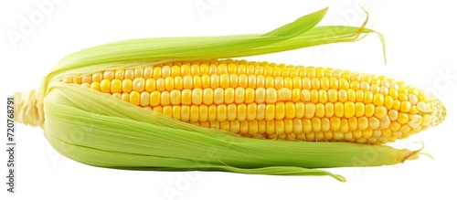 Fresh White Corn on Isolated Cob: Pure, Crisp and Wholesome Freshness on a White Corn Cob, Isolated for Enhanced Visual Appeal