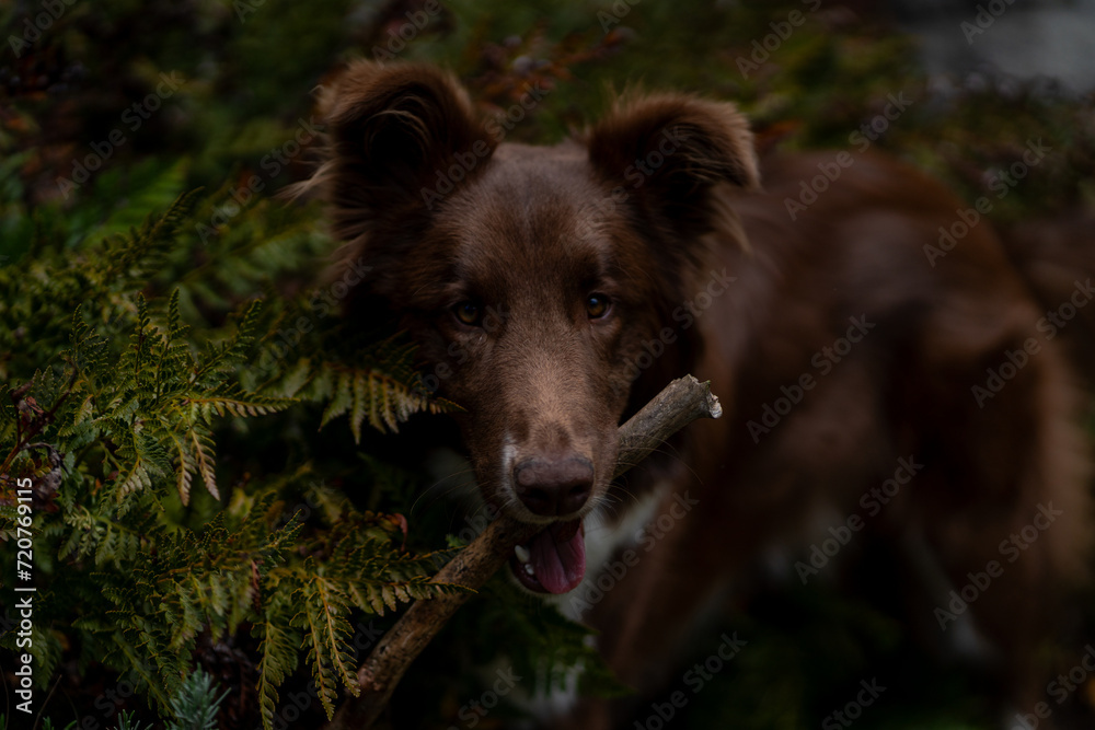 Fototapeta premium Border Collie dog playing outside in the park with stick
