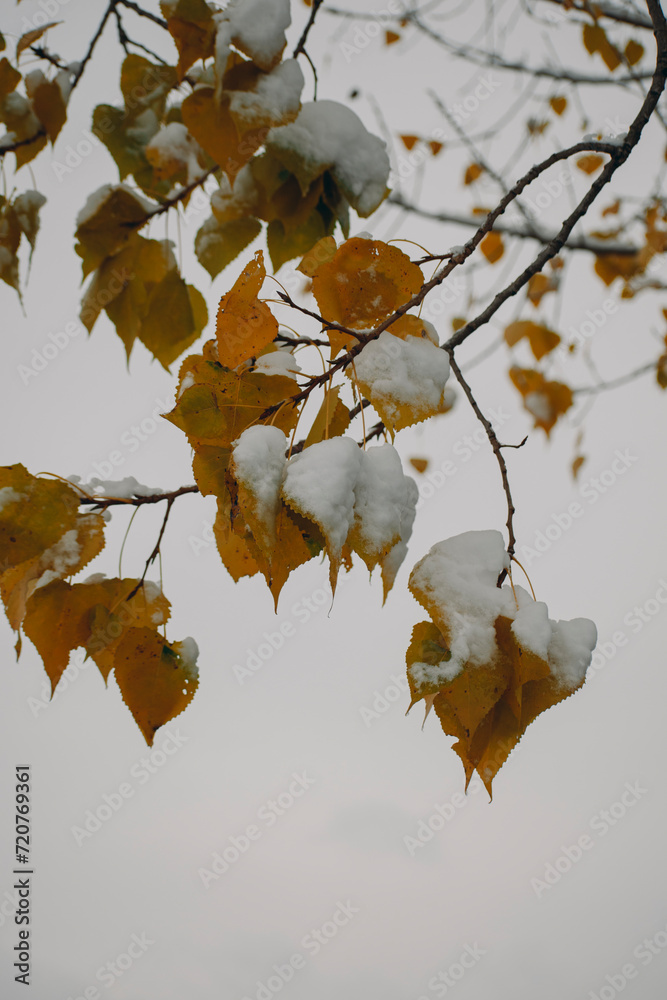 leaves on a tree in winter leaves on a tree in winter