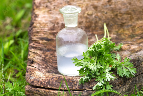 Artemisia absinthium , wormwood, absinthe wormwood, mugwort, wermout, wermud, wormod near an apothecary bottle with a tincture for the manufacture of Artemisia essential oil. Natural cosmetic concept