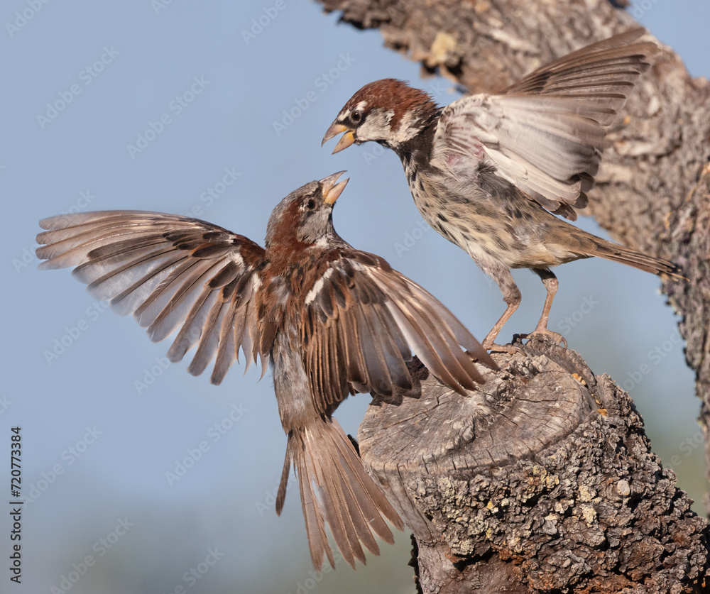 House Sparrow & Spanish Sparrow Dispute House Sparrow & Spanish Sparrow Dispute