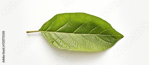 Close up of a guava leaf on top, isolated on a white background photo