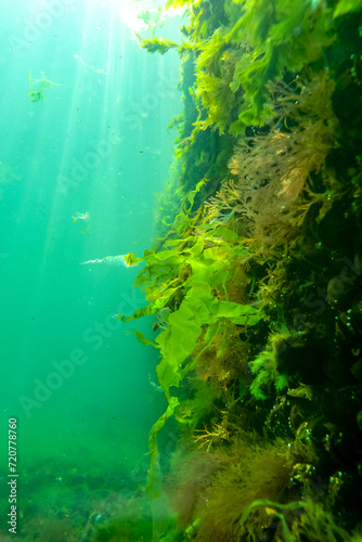 Green and red algae on underwater rocks (Enteromorpha, Ulva, Ceramium, Polisiphonia)