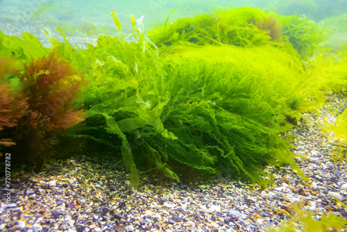 Green and red algae on underwater rocks (Enteromorpha, Ulva, Ceramium, Polisiphonia) photo