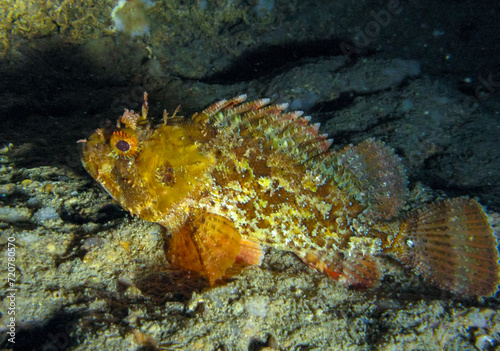 European black scorpionfish (Scorpaena porcus), fish resting at night at the bottom in an underwater cave, Black Sea, Crimea © Oleg Kovtun