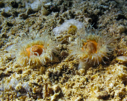 Anemone  Sagartia elegans   sea anemone at night on the wall of an underwater cave  Black Sea  Crimea