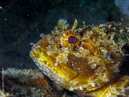 European black scorpionfish (Scorpaena porcus), fish resting at night at the bottom in an underwater cave, Black Sea, Crimea photo