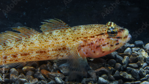 Bucchich's goby (Gobius bucchichi), rare species of goby from Crimea, Tarkhankut, Black Sea photo