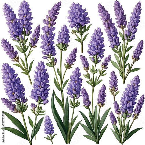 Beautiful lavender flowers vector illustration set on isolated background, design elements. Generative ai