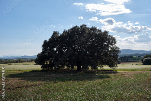 Alzina dels Colls, Oak of the Hills, Casserres, Catalonia, Spain
