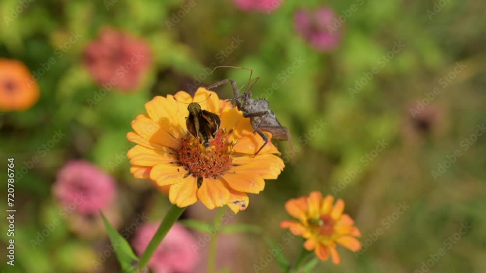 Wheelbug trying to catch a Skipper butterfly on top of an orange Zinnia Wheelbug trying to catch a Skipper butterfly on top of an orange Zinnia