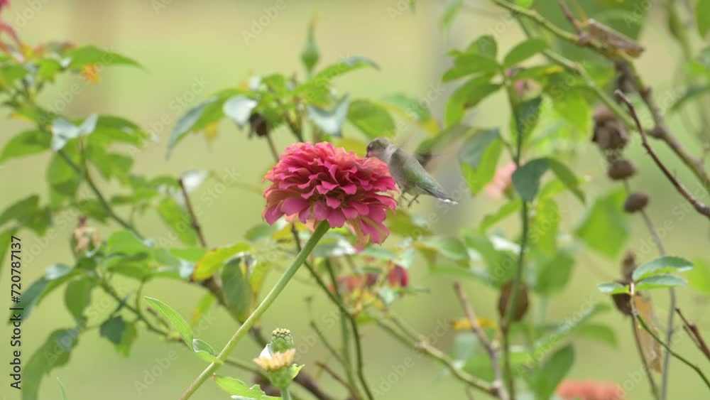 Ruby-throated Hummingbird probing deep into a pink Zinnia flower, clinging onto the petals at times with his feet, in slow motion Ruby-throated Hummingbird probing deep into a pink Zinnia flower, clinging onto the petals at times with his feet, in slow motion