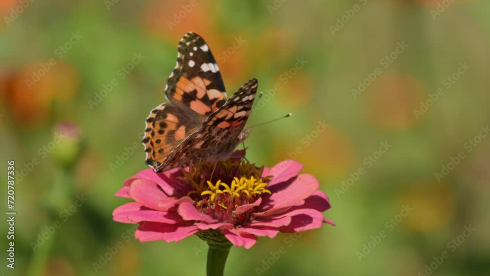 Closeup of a Painted Lady butterfly getting nectar from a pink Zinnia flower Closeup of a Painted Lady butterfly getting nectar from a pink Zinnia flower