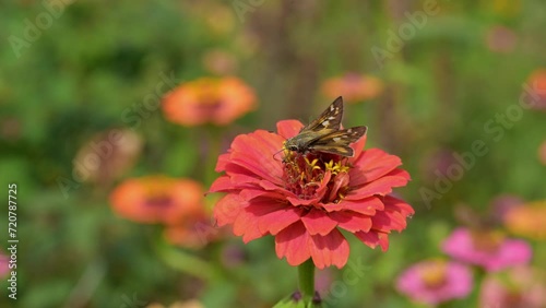 Sachem Skipper butterfly feeding on a Zinnia flower, in slow motion photo