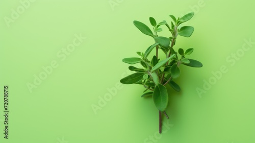 Minimal Style of Thyme Leaves on a Green Background AI Generated