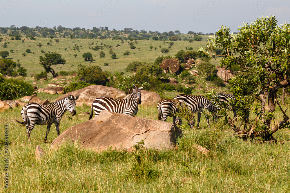 Naklejka premium Zebra - Tarangire, Serengeti, Ngorongoro