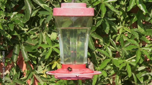 Several Ruby-throated Hummingbirds flying around a feeder to get to eat; with a green passionvine background photo