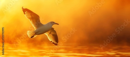 Ethereal Seagull  Majestic Bird  Mesmerizing Sunset  A Timeless Encounter