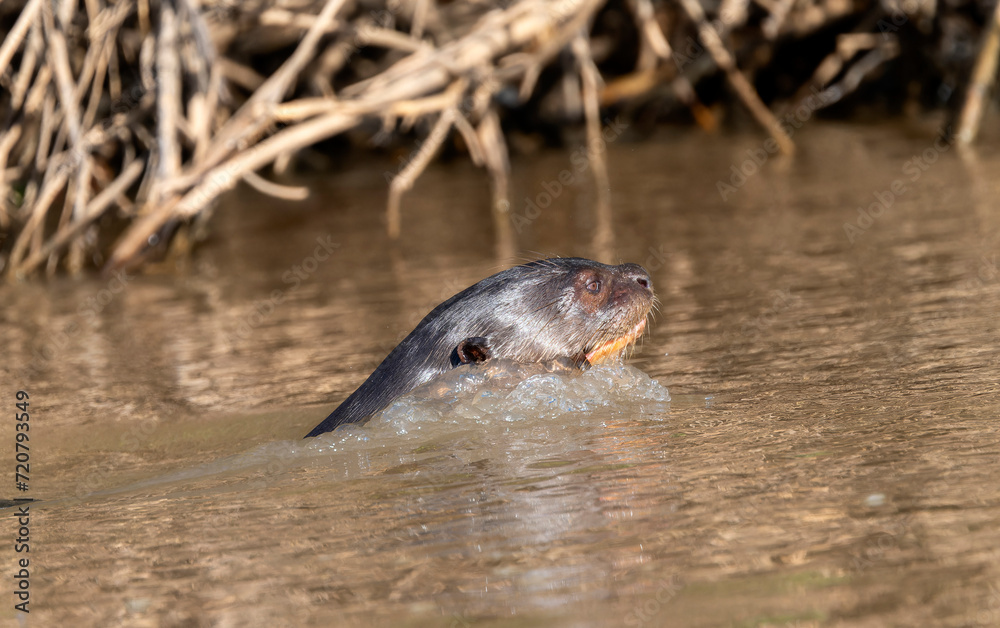 Fototapeta premium Giant River Otter (Pteronura brasiliensis) Swimming in a River in Brazil