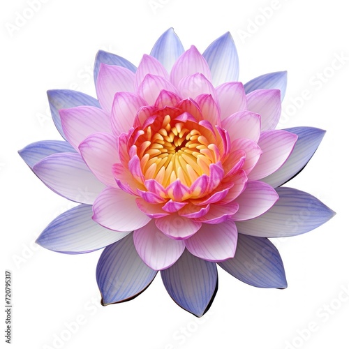 Lotus flower isolated on white background with clipping path. illustration.