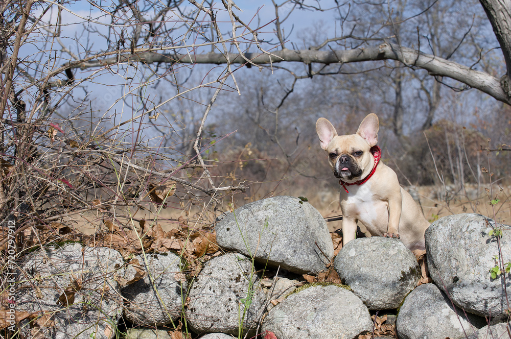 A bulldog dog stands on large gray rocks during a walk through a mountainous area on a sunny day.