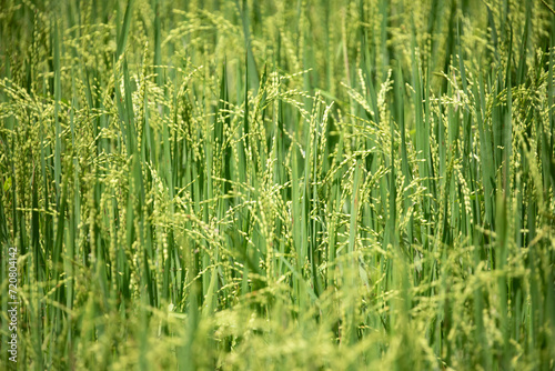 Beautiful golden rice field