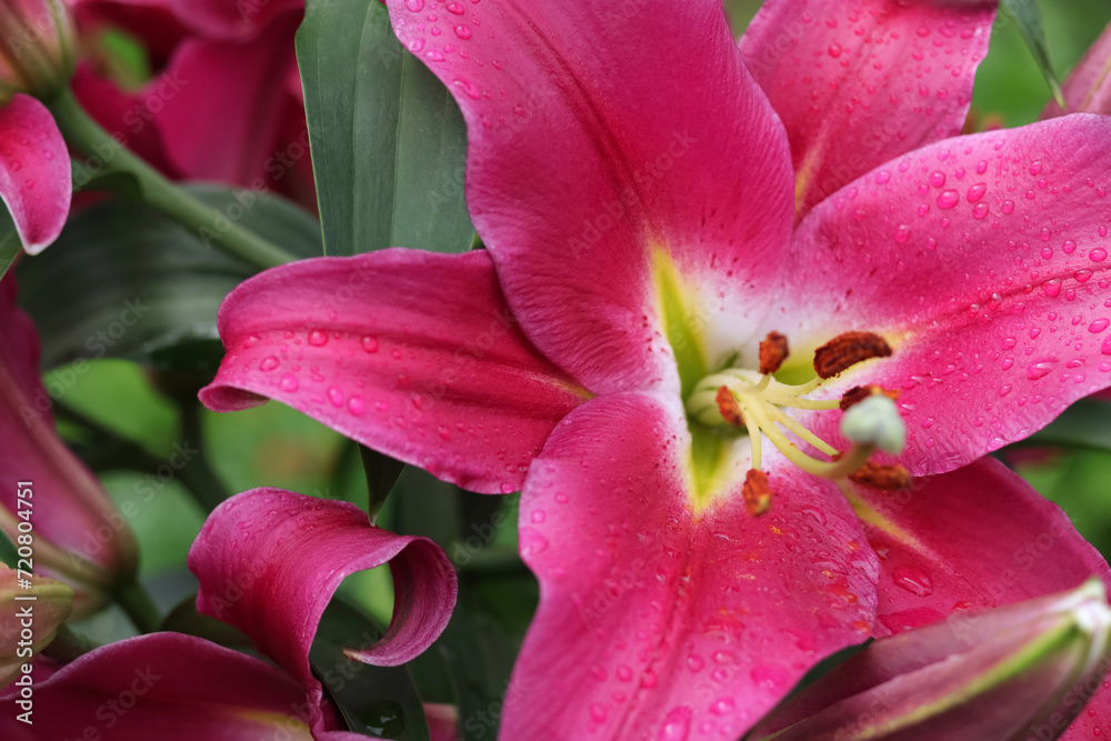 Beautiful Lily in the summer garden. Close-up of a big  pink Lily flower. Floral background. Stargazer Lilies. Lily in raindrops. Lilium. Pink Asiatic Lily. Dew drops or rain. Valentine's day