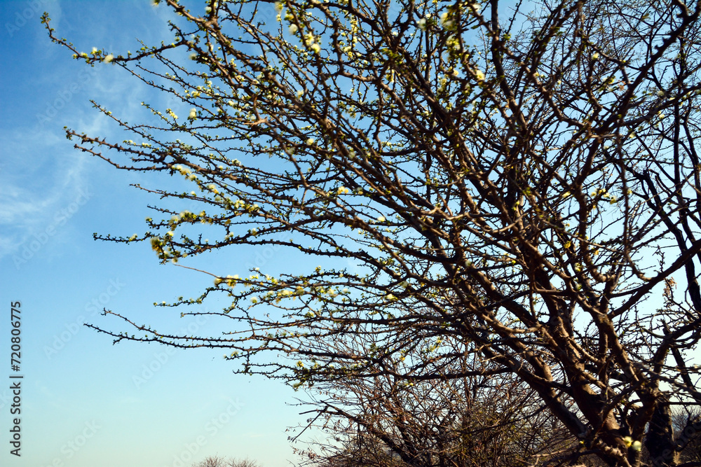 A big branchy tree grows against the background of the blue sky. Global warming and dry climate A big branchy tree grows against the background of the blue sky. Global warming and dry climate