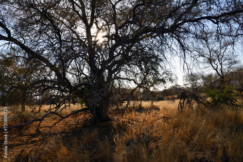 A large branchy tree grows in a desert area against a blue sky. Global warming and dry climate